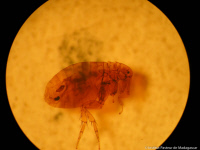 Xenopsylla cheopis : puce du rat, vecteur de la peste.