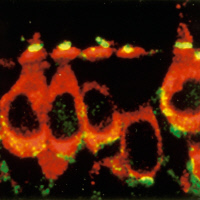 Localisation de la myosine VIIA dans les cellules sensorielles de l'oreille