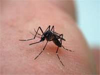 Femelle d'Aedes aegypti, élevée au Vectopôle de l'Institut Pasteur de la Guyane