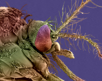 Mosquitoes vectors of Arthropod-borne viruses