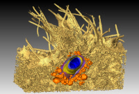 Image en coupe d’une Shigella flexneri au cœur du foyer d’infection sur une cellule Hela
