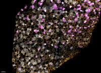 Couche de cellules souches neurales tapissant le ventricule cérébral d’un poisson zèbre (Danio rerio) adulte
