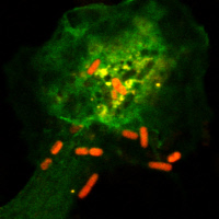 Shigella flexneri infectant des cellules Hela