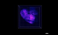 Imagerie à long terme des cellules souches neurales de poisson zèbre