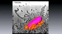 Visualisation de la bactérie Shigella flexneri en imagerie FIB/SEM