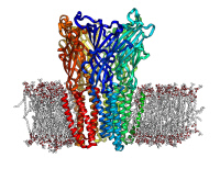 Structure 3D d’un ancêtre bactérien des récepteurs nicotiniques