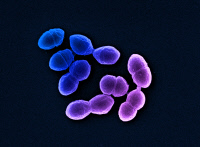 Bactéries Enterococcus hirae en microscopie électronique à balayage