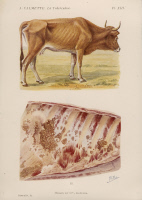 Planche sur la tuberculose bovine
