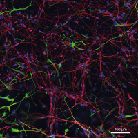 Neurones corticaux et astrocytes dérivés d'iPSC humains