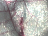 Piqure d'Aedes aegypti vue en vidéomicroscopie
