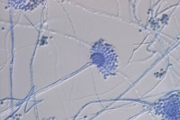 Champignon Aspergillus oryzae