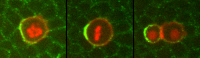 Division asymétrique d'une cellule précurseur d'un organe sensoriel de mouche