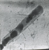 "Bacillus subtilis. Image électronique. Microscope électrostatique français C.S.F."