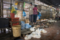 Projet ASIDE : surveillance de la grippe aviaire au Cambodge en février 2018