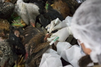 Projet ASIDE : surveillance de la grippe aviaire au Cambodge en février 2018