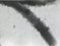 "Bacillus megatherium. Image électronique. Microscope électrostatique français C.S.F."