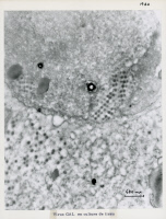 Virus Gal en culture de tissu.