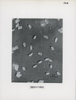 Bactéries Rickettsies