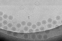 Bactériophages SPP1 observés en cryomicroscopie