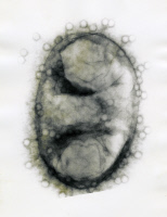 Bactériophages lambda adsorbés sur la surface de Escherichia coli