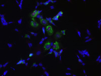 Cellules neuronales humaine infectées par le virus de l’encéphalite Japonaise
