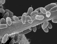 Interaction Aspergillus fumigatus et Pseudomonas aeruginosa observée en microscopie électronique à balayage.