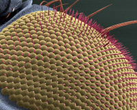 Oeil de drosophile vu en microscopie électronique à balayage