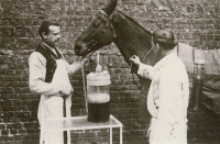 Prise de sang sur un cheval immunisé contre la diphtérie