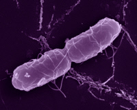 Bactérie Salmonella enterica en microscopie à balayage.