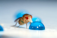 Drosophila melanogaster - mouche du vinaigre