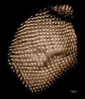 Réseau de microtubules dans l’œil pupal de la drosophile