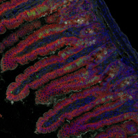 Imagerie en fluorescence de villosités intestinales après infection par Listeria monocytogenes.