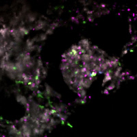 Visualisation de l’action des cellules immunitaires colorées