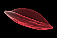 Globule rouge humain infecté par Plasmodium falciparum