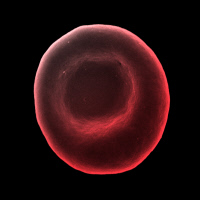 Globule rouge humain observé par microscopie électronique à balayage