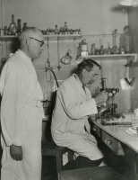 Emile Roubaud (1882-1962) au microscope