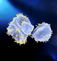 Saccharolobus islandicus (bleu clair) infectées par le virus STSV2 (jaune)