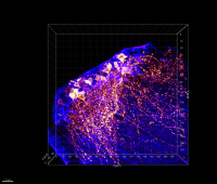 Cellules souches neurales (cerveau de poisson zèbre)