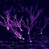 Nouveaux neurones produits dans un cerveau adulte de souris