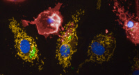 Legionella pneumophila détourne l'ATPase mitochondriale de la cellule hôte