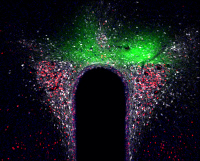 Traces de virus injectés dans le cerveau de souris