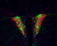 Neurones produisant des hormones dans l'hypothalamus