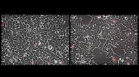 Main video: infection-de-cellules-de-chauve-souris-par-le-sars-cov-2