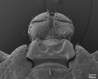 Dermacentor reticulatus femelle, capitulum