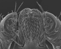 Dermacentor reticulatus nymphe, capitulum