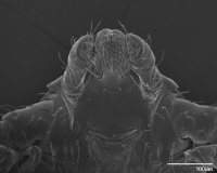 Dermacentor reticulatus nymphe, capitulum