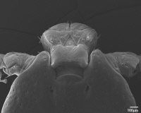 Dermacentor reticulatus mâle, capitulum