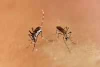 Femelles du moustique Aedes aegypti