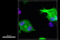 Cellules THP-1 infectées par le VIH, exprimant OR-GFP (vert) pour le marquage de l'ADN viral