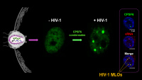 Le VIH entraîne des condensats CPSF6 (en vert) dans les macrophages.